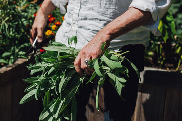 hands cutting sage herb in the garden green thumb white shirt rustic 