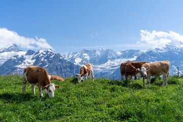 Fototapeta na wymiar un troupeau de vaches qui broutent les pâturages avec une chaine de montagne arrière plan