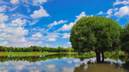 Fototapeta premium Natural landscape for TV screensavers. A beautiful exotic tree standing in the water. blue sky with white clouds. Ecological concept of green lifestyle.