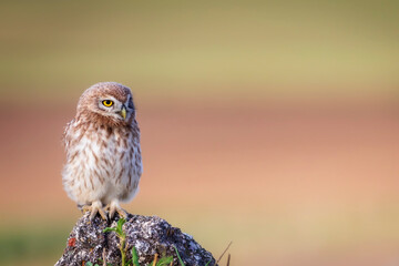 Little owl. Colorful nature background. Athene noctua.  