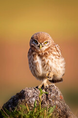 Little owl. Colorful nature background. Athene noctua.  