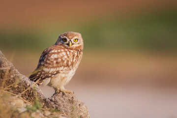 Little owl. Colorful nature background. Athene noctua.  