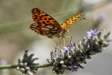 butterfly on flower