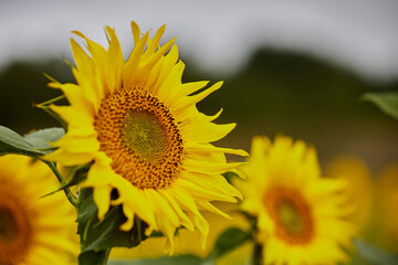 Fototapeta premium detail of a sunflower in bloom in summer