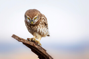 Little owl. Colorful nature background. Athene noctua.  