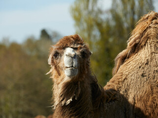 Fototapeta premium Camelus bactrianus