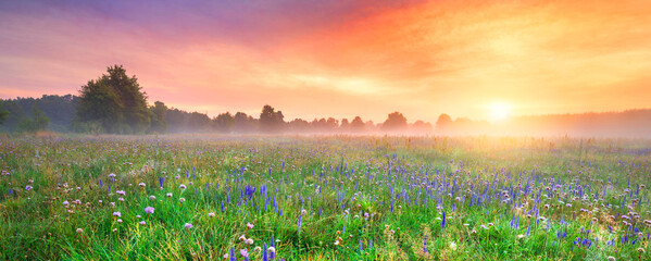 Beautiful foggy sunrise over field of flowers © Piotr Krzeslak