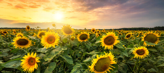 Beautiful sunset over sunflower field © Piotr Krzeslak