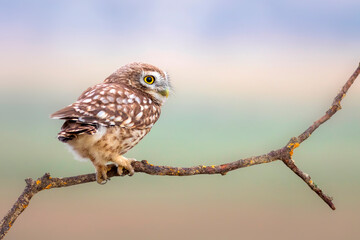 Little owl. Colorful nature background. Athene noctua.  
