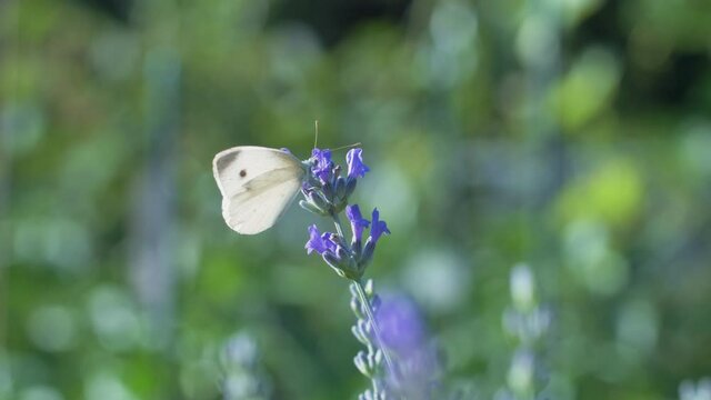The white butterfly pieris brassicae drinks the nectar of blue lavender flowers and flies away. Macro video of an insect in slow motion.