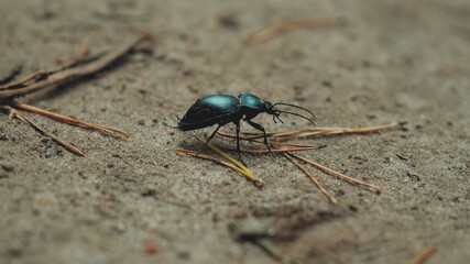 Giant Dark Green Black Beetle Bug Walking with Persistence on Sand and Withered Tree Needles in Forest