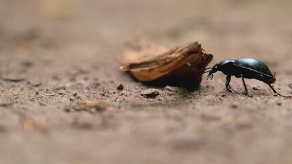 Giant Dark Green Black Beetle Bug Walking under Piece of Wooden Branch on Sand and Withered Tree Needles in Forest.