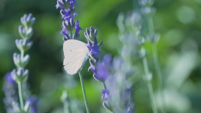 The white butterfly pieris brassicae drinks the nectar of blue lavender flowers and flies away. Macro video of an insect in slow motion.