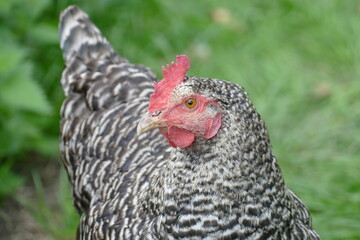 portrait of a young hen free range