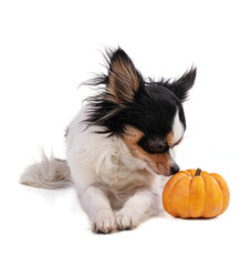 Chihuahua and Jack Be Little, Orange squash