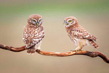 Little owls. Colorful nature background. Athene noctua.  