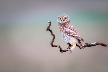 Little owl. Colorful nature background. Athene noctua.  