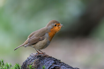 Singing European Robin (Erithacus rubecula) on a branch in the forest of the Netherlands.                               