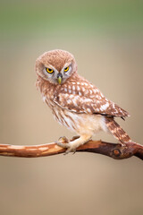 Little owl. Colorful nature background. Athene noctua.  