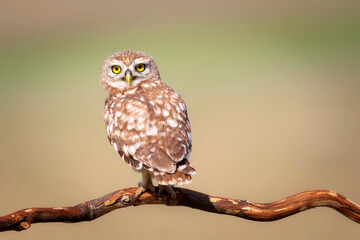 Little owl. Colorful nature background. Athene noctua.  
