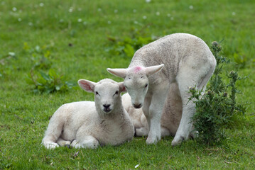 Naklejka na ściany i meble Cute Lambs