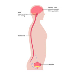 Micturition neural control