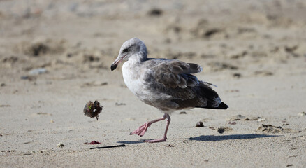 seagull on the beach