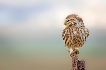 Little owl. Colorful nature background. Athene noctua.  