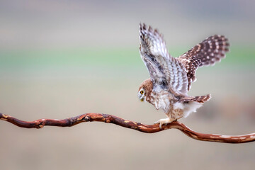 Little owl. Colorful nature background. Athene noctua.  