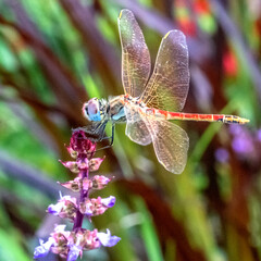 Libellule profitant des premiers rayons du soleil sur une fleur