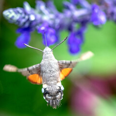 Papillon butinant le nectar du fleur
