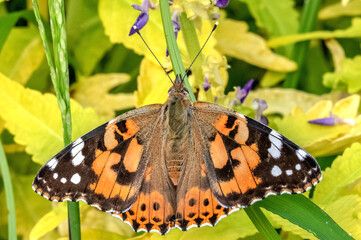 Papillon butinant le nectar du fleur