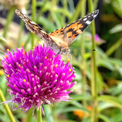 Papillon butinant le nectar du fleur
