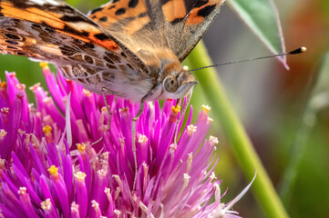 Papillon butinant le nectar du fleur