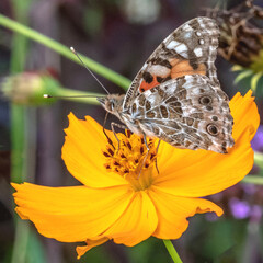 Papillon butinant le nectar du fleur