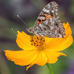 Papillon butinant le nectar du fleur