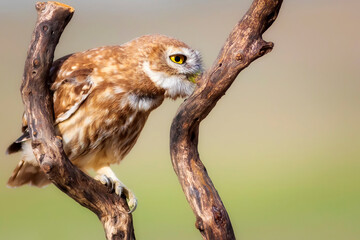 Little owl. Colorful nature background. Athene noctua.  
