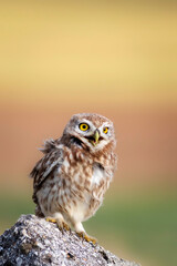 Little owl. Colorful nature background. Athene noctua.  