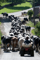 Dairy herd being walked to milking
