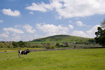 Cows grazing in the Peak District