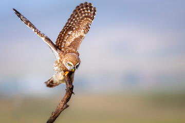 Little owl. Colorful nature background. Athene noctua.  