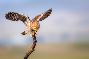 Little owl. Colorful nature background. Athene noctua.  
