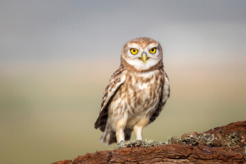 Little owl. Colorful nature background. Athene noctua.  
