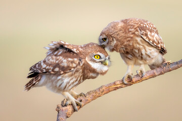 Cute little owls. Colorful nature background. Athene noctua.  
