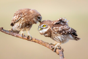 Cute little owls. Colorful nature background. Athene noctua.  