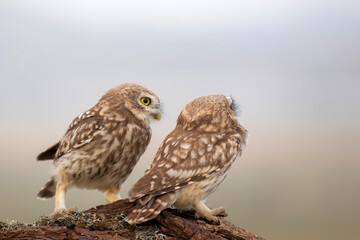 Little owls. Colorful nature background. Athene noctua.  