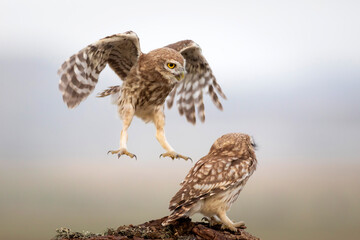 Little owls. Colorful nature background. Athene noctua.  