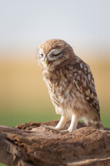 Little owl. Colorful nature background. Athene noctua.  
