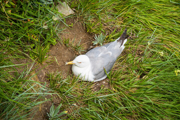 Gaviota tumbada sobre hierba
