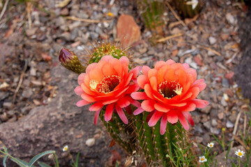 orange flower in the garden